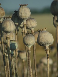 poppies poppies